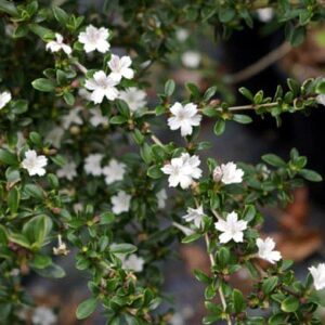 Japanese Serissa Bonsai Tree 4" Pot - Exposed Roots