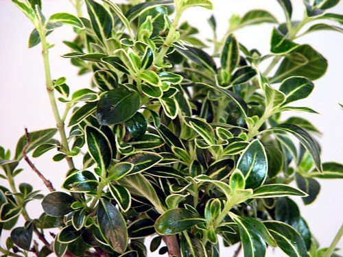 Japanese Serissa Bonsai Tree 4" Pot - Exposed Roots