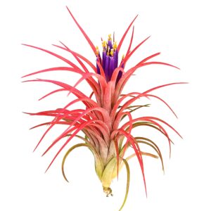 large air plants - 1 victoriana - 5 to 7 inch air plant - color & form varies by season - 30 day guarantee on tillandsia from the drunken gnome (1, one size 5-7")