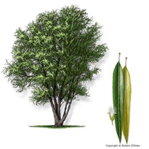 cz grain 12 black willow tree cuttings - fast growing shade and privacy trees, ideal for beginners and masters