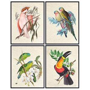 bird wall art - bird wall decor - tropical wall decor - tropical birds - parrot decorations - parakeet, cockatoo, lovebird, toucan wall art - birdwatcher gifts - vintage audubon birds