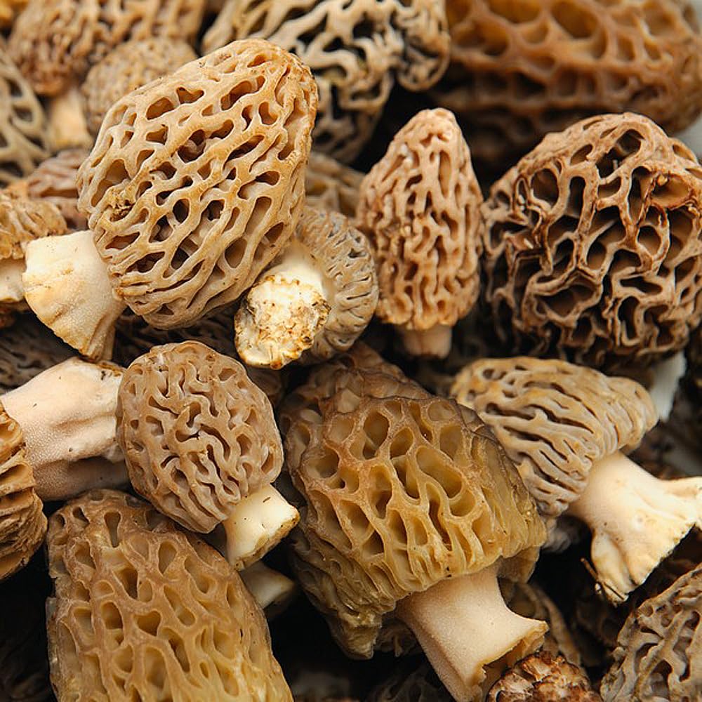 American True Morel Mushroom (Morchella Americana) Liquid Culture Syringe Sample for Mushroom Cultivation Growing on Grain or Agar