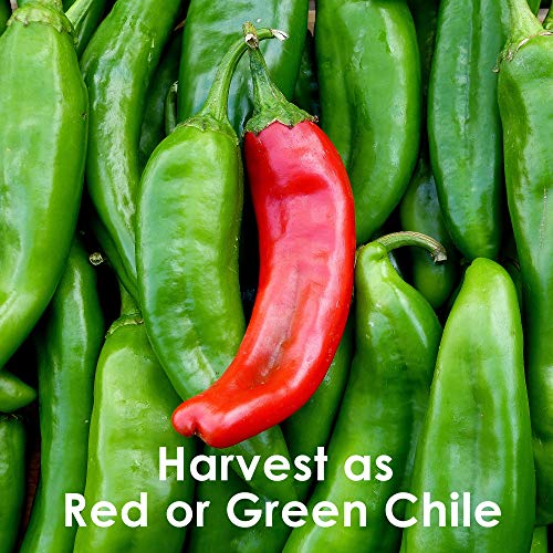 Hatch Chile Seeds from Chile Revival - Qty 80 (4 Pack-One of Each Heat Level)