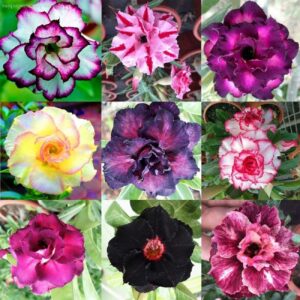 big pack mixed color desert rose seeds to grow | 50 seeds | adenium obesum, 50 seeds to grow.. exotic bonsai plant