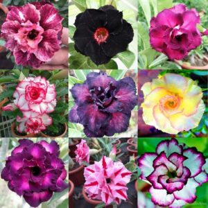 Big Pack Mixed Color Desert Rose Seeds to Grow | 50 Seeds | Adenium Obesum, 50 Seeds to Grow.. Exotic Bonsai Plant