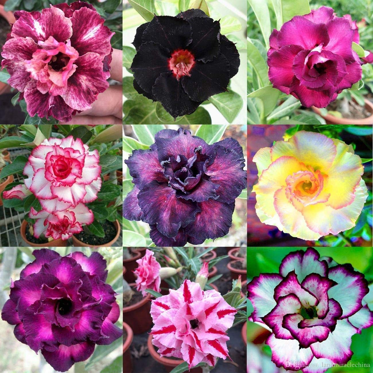 100 Mixed Color Desert Rose Seeds to Grow | 100 Seeds | Adenium Obesum Seeds to Grow. Exotic Bonsai Plant