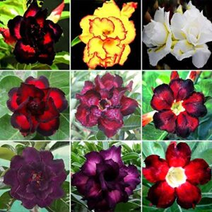 100 Mixed Color Desert Rose Seeds to Grow | 100 Seeds | Adenium Obesum Seeds to Grow. Exotic Bonsai Plant