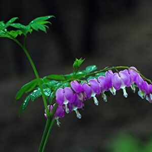 10Pcs Rare Purple Bleeding Heart Seeds Dicentra Spectabilis Flower Seeds