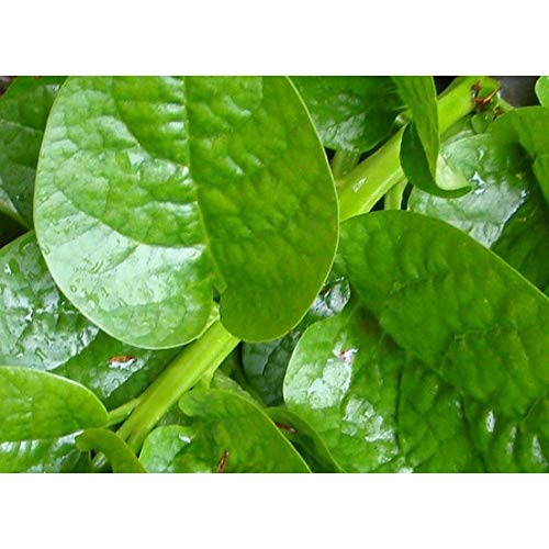 Malabar Green Spinach Seeds (25 Seed Package)