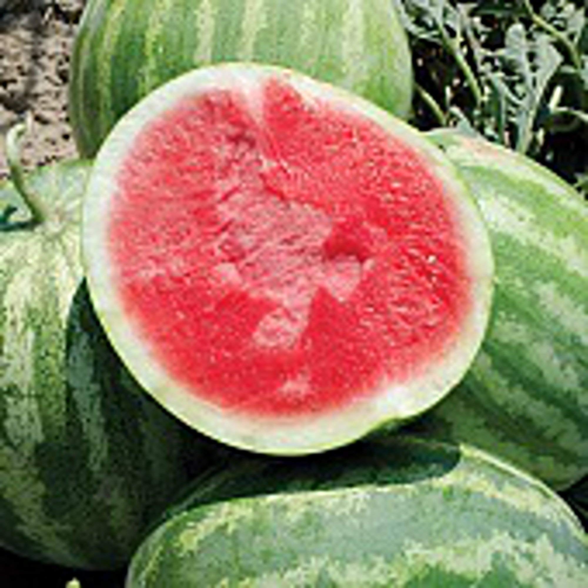 Unknown Red Rock Watermelons (Seedless) Seeds (25 Seed Packet) (More Heirloom, Organic, Non GMO, Vegetable, Fruit, Herb, Flower Garden Seeds at Seed King Express)