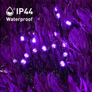 JMEXSUSS 2 Pack Purple Solar Christmas Lights, Total 400 LED 151FT Solar String Lights Outdoor Waterproof, 8 Modes Purple Christmas Lights for Outside Tree Patio Party Christmas Halloween Decorations