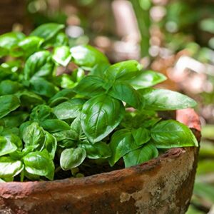 The Old Farmer's Almanac Organic Basil Seeds (Italian Large Leaf) - Approx 450 Seeds - Certified Organic, Non-GMO, Open Pollinated, Heirloom