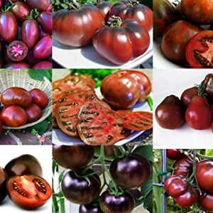 Mixed Seeds! 30+ Black Tomato Seeds, Mix of 9 Varieties, Heirloom Non-GMO, Black Prince, Cherokee Purple, Black Cherry, from USA