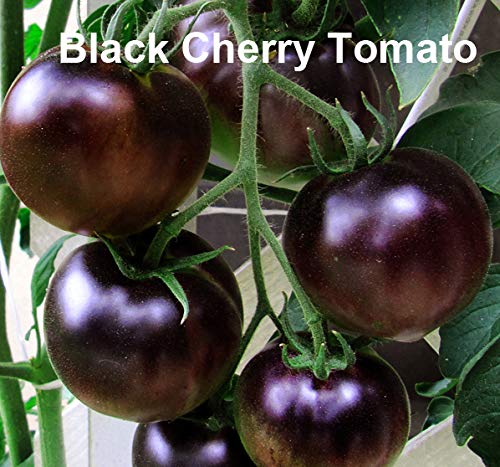 Mixed Seeds! 30+ Black Tomato Seeds, Mix of 9 Varieties, Heirloom Non-GMO, Black Prince, Cherokee Purple, Black Cherry, from USA