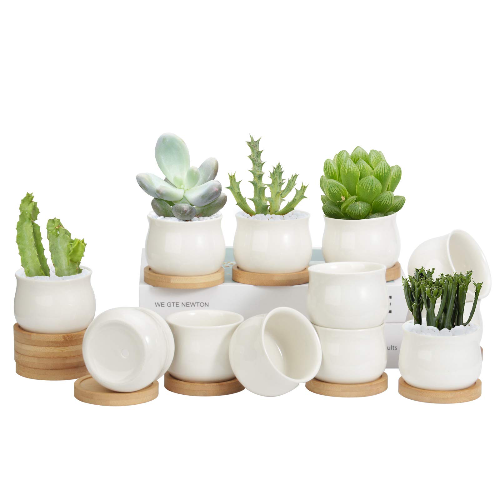 ZOUTOG 12 Pack Succulent Pots, 2.6 Inch Mini Ceramic Pots for Flower or Cactus with Drainage Hole, Small Pots for Plants, Plants Not Included