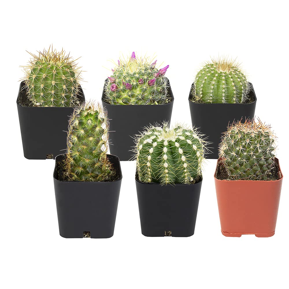 Cactus Plants (Mix of 6), Mammillaria Cactus Plants Live in Cactus Soil, Opuntia Cactus Live Plants, Cacti Plants, Cactus Décor Succulent, Cacti Décor Drought Tolerant Plants by Plants for Pets