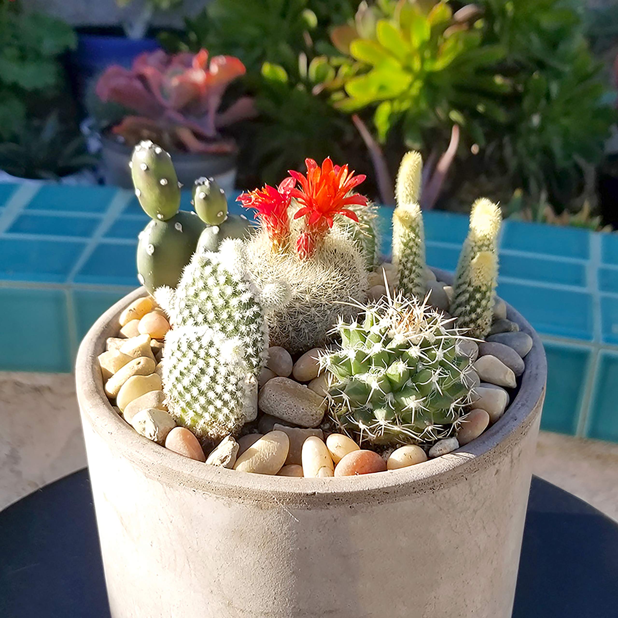 Cactus Plants (Mix of 6), Mammillaria Cactus Plants Live in Cactus Soil, Opuntia Cactus Live Plants, Cacti Plants, Cactus Décor Succulent, Cacti Décor Drought Tolerant Plants by Plants for Pets