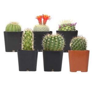 Cactus Plants (Mix of 6), Mammillaria Cactus Plants Live in Cactus Soil, Opuntia Cactus Live Plants, Cacti Plants, Cactus Décor Succulent, Cacti Décor Drought Tolerant Plants by Plants for Pets