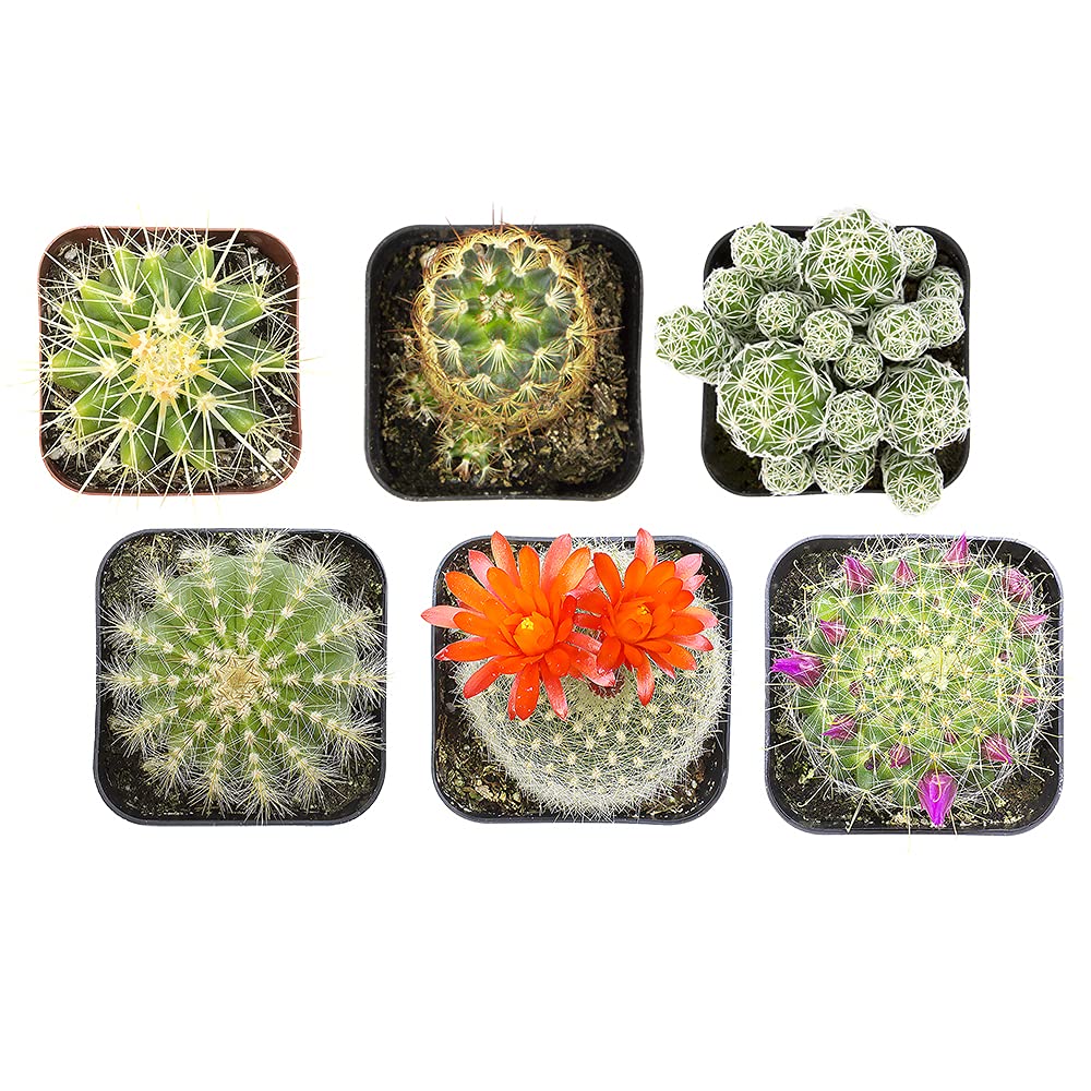 Cactus Plants (Mix of 6), Mammillaria Cactus Plants Live in Cactus Soil, Opuntia Cactus Live Plants, Cacti Plants, Cactus Décor Succulent, Cacti Décor Drought Tolerant Plants by Plants for Pets