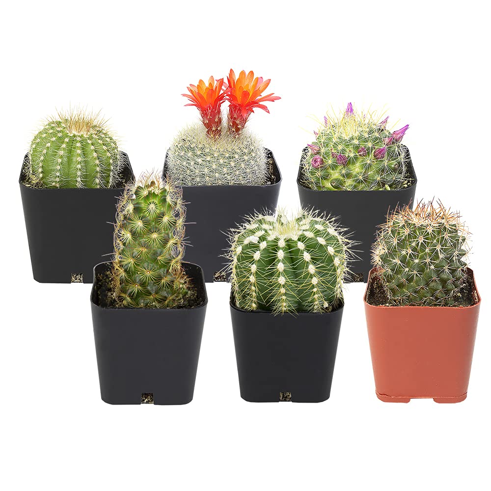 Cactus Plants (Mix of 6), Mammillaria Cactus Plants Live in Cactus Soil, Opuntia Cactus Live Plants, Cacti Plants, Cactus Décor Succulent, Cacti Décor Drought Tolerant Plants by Plants for Pets