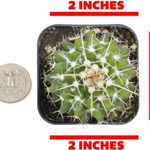 Cactus Plants (Mix of 6), Mammillaria Cactus Plants Live in Cactus Soil, Opuntia Cactus Live Plants, Cacti Plants, Cactus Décor Succulent, Cacti Décor Drought Tolerant Plants by Plants for Pets