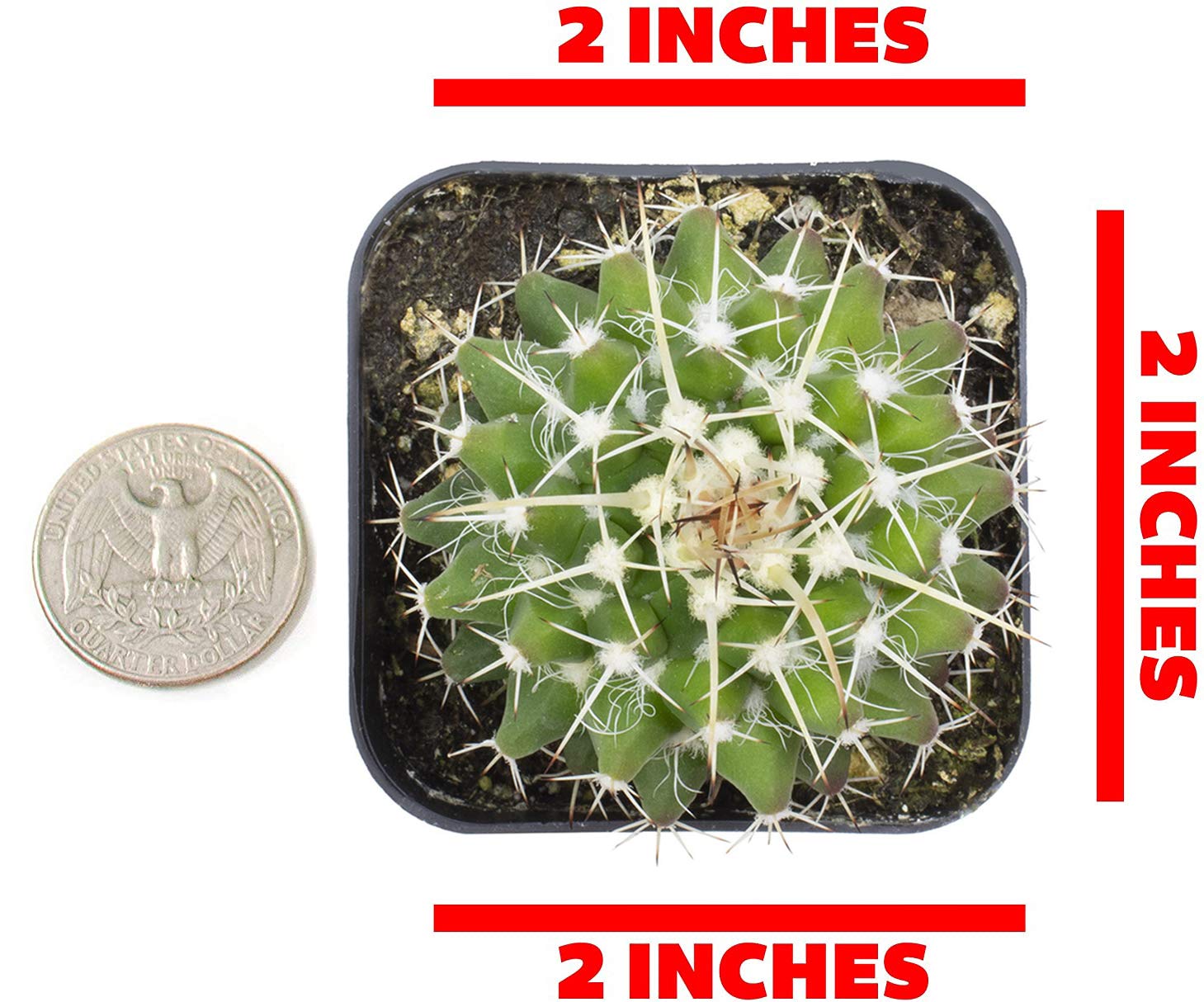 Cactus Plants (Mix of 6), Mammillaria Cactus Plants Live in Cactus Soil, Opuntia Cactus Live Plants, Cacti Plants, Cactus Décor Succulent, Cacti Décor Drought Tolerant Plants by Plants for Pets