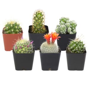 Cactus Plants (Mix of 6), Mammillaria Cactus Plants Live in Cactus Soil, Opuntia Cactus Live Plants, Cacti Plants, Cactus Décor Succulent, Cacti Décor Drought Tolerant Plants by Plants for Pets