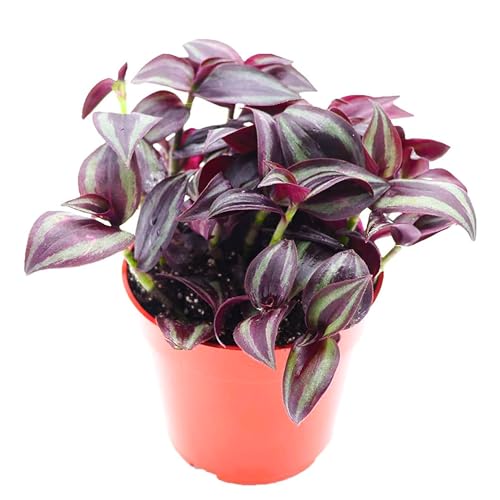 California Tropicals Dark Desire Tradescantia Live Plant - Unique Corner Houseplants for Easy Indoor Air Purification, Gardens & Home Decor Gifts - Potted Tiny Houseplants, 4 inch Pot