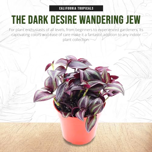 California Tropicals Dark Desire Tradescantia Live Plant - Unique Corner Houseplants for Easy Indoor Air Purification, Gardens & Home Decor Gifts - Potted Tiny Houseplants, 4 inch Pot