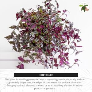 California Tropicals Dark Desire Tradescantia Live Plant - Unique Corner Houseplants for Easy Indoor Air Purification, Gardens & Home Decor Gifts - Potted Tiny Houseplants, 4 inch Pot