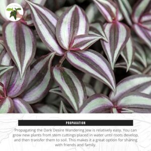 California Tropicals Dark Desire Tradescantia Live Plant - Unique Corner Houseplants for Easy Indoor Air Purification, Gardens & Home Decor Gifts - Potted Tiny Houseplants, 4 inch Pot