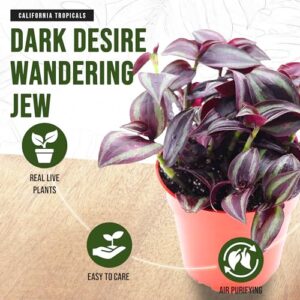 California Tropicals Dark Desire Tradescantia Live Plant - Unique Corner Houseplants for Easy Indoor Air Purification, Gardens & Home Decor Gifts - Potted Tiny Houseplants, 4 inch Pot