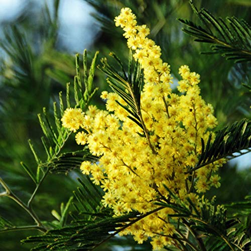 30+ Golden Mimosa Seeds Albizzia Acacia Tree Yellow Wattle Tree Flower