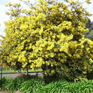 30+ Golden Mimosa Seeds Albizzia Acacia Tree Yellow Wattle Tree Flower