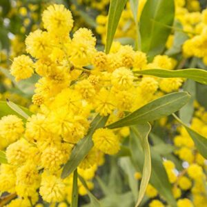 30+ Golden Mimosa Seeds Albizzia Acacia Tree Yellow Wattle Tree Flower