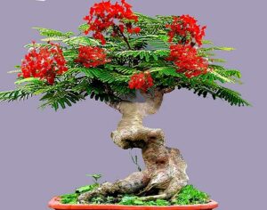 bonsai flamboyant flame tree seeds to grow | 20 seeds | delonix regia, prized flowering tropical bonsai tree seeds
