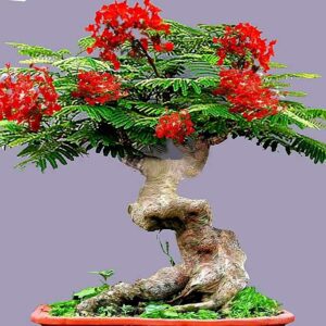 Bonsai Flamboyant Flame Tree Seeds to Grow | 20 Seeds | Delonix regia, Prized Flowering Tropical Bonsai Tree Seeds