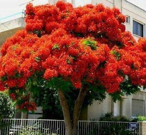 Bonsai Flamboyant Flame Tree Seeds to Grow | 20 Seeds | Delonix regia, Prized Flowering Tropical Bonsai Tree Seeds