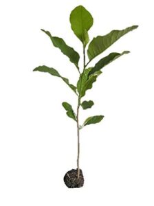 9greenbox ann star magnolia tree - outdoors or bonsai