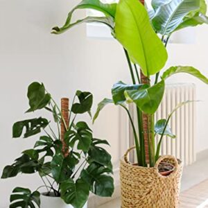 68'' Total Moss Monstera Pole Plants Support for Indoor Climbing Plants- Stable Stackable Coco Coir Stakes for Potted Plants, Easy to Use (6 Pack)