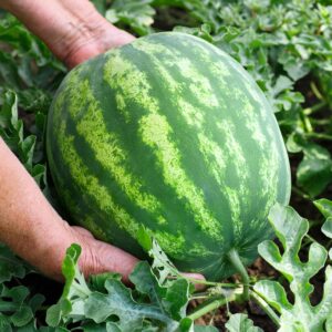 Organic Watermelon Seeds (Crimson Sweet) - Approx 12 Seeds - USDA Organic, Non-GMO, Open Pollinated, Heirloom, USA Origin