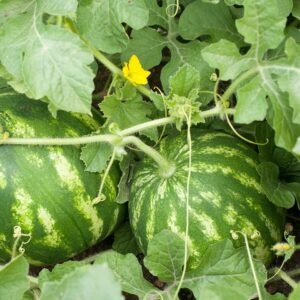 Organic Watermelon Seeds (Crimson Sweet) - Approx 12 Seeds - USDA Organic, Non-GMO, Open Pollinated, Heirloom, USA Origin