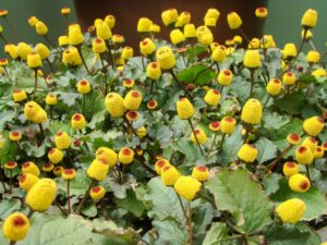 toothache plant seeds to grow - 150+ seeds of this exotic wonder - buzz button edible flower seeds