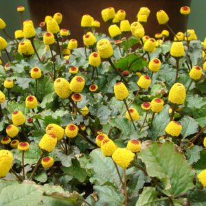 Toothache Plant Seeds to Grow - 150+ Seeds of This Exotic Wonder - Buzz Button Edible Flower Seeds