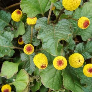 Toothache Plant Seeds to Grow - 150+ Seeds of This Exotic Wonder - Buzz Button Edible Flower Seeds