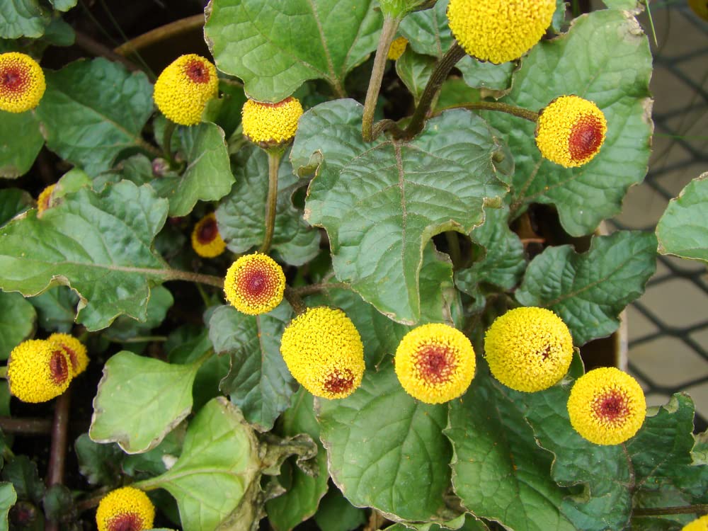 Toothache Plant Seeds to Grow - 150+ Seeds of This Exotic Wonder - Buzz Button Edible Flower Seeds