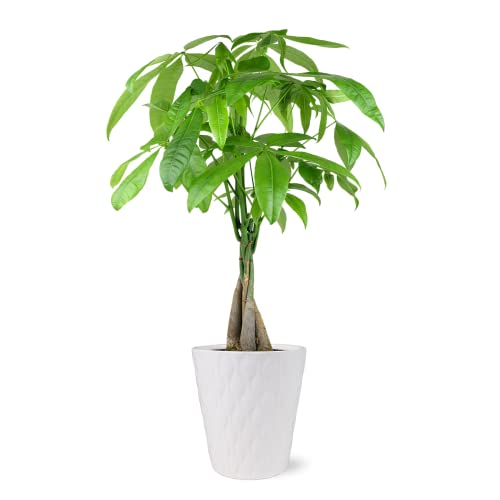 Plants & Blooms Shop PB408 Money Tree, 5", White Pot, Indoor Live Plant Decoration, Live Plant Gift