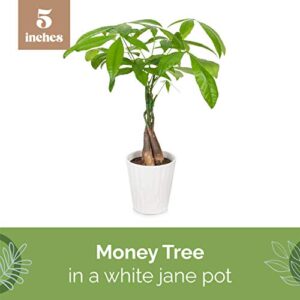 Plants & Blooms Shop PB408 Money Tree, 5", White Pot, Indoor Live Plant Decoration, Live Plant Gift