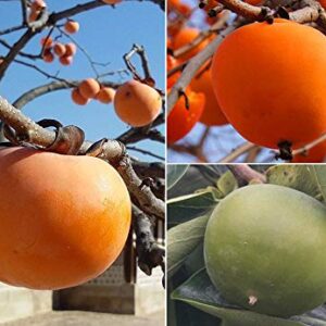 10+ Persimmon Tree Diospyros Hachiya Fruit Seeds Tall Potted Plant Great Tasting Fruit