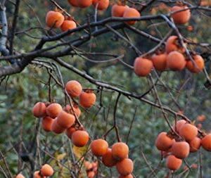 10+ Persimmon Tree Diospyros Hachiya Fruit Seeds Tall Potted Plant Great Tasting Fruit